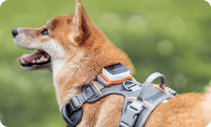 Smart Pet Monitoring